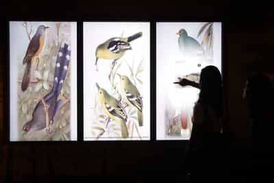 Three tall multimedia screens are showing illustration of birds. A person is touching the rightmost screen.