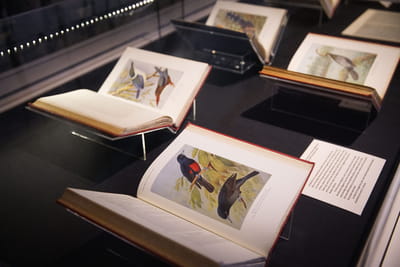 Several books with illustrations of various birds are on display in a showcase.