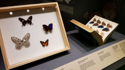 Butterflies are on display in a box, accompanied by a book showing illustrations of similar butterflies.