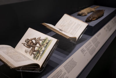 A book shows a full page colour illustration of a monkey holding a pole and sitting on a bench. Other items featured are a book and 2 taxidermized small animals mounted horizontally.