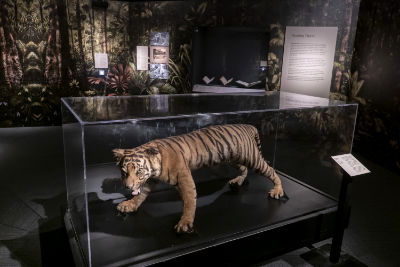A taxidermized tiger on display.