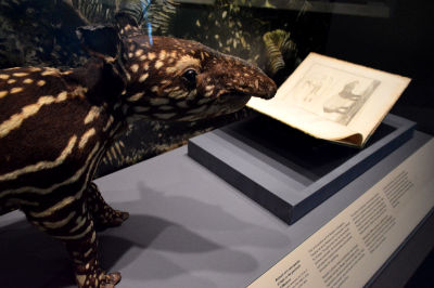 A close-up of a taxidermized tapir, along with a book illustration of a similar tapir.