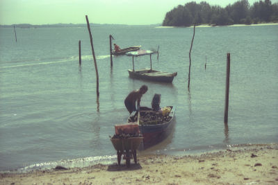 A fisherman offloading kupang (sea mussels) from a sampan onto shore.