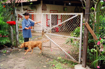 A woman in Kampong Lorong Buangkok opens the gate to her front yard to let her dog out.