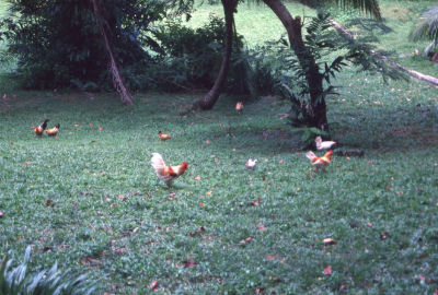 Several chickens on a grassy clearing at Kampong Lorong Buangkok.