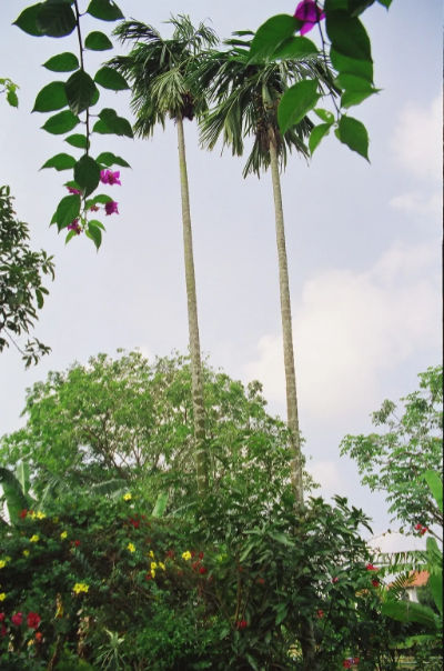 Two strikingly tall coconut trees at Kampong Lorong Buangkok.