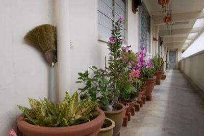 A long row of various potted plants line a residential corridor of block 6C, Margaret Drive.