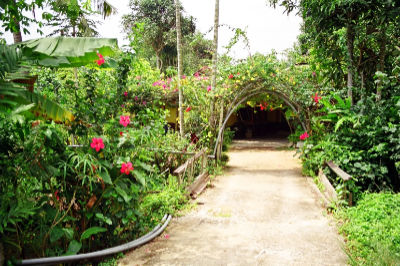 A dirt pathway in Kampong Lorong Buangkok, lined with lush foliage on both sides, leads up to a garden archway.
