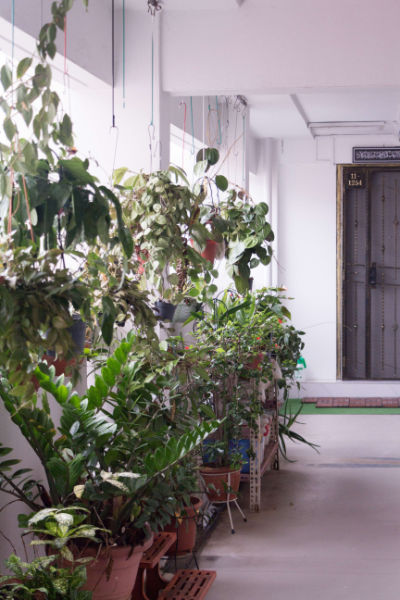A mixed variety of potted plants line the corridor of a HDB block in Yishun.