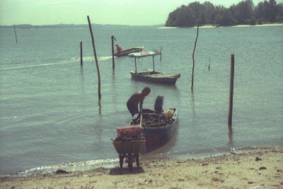 A fisherman offloading kupang (sea mussels) from a sampan onto shore.