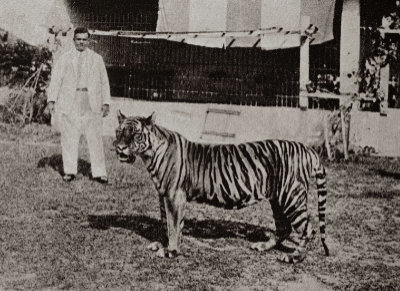 A black and white photo of Mr William Lawrence Soma Basapa in a suit and tie standing behind Apay, his pet Bengal Tiger.