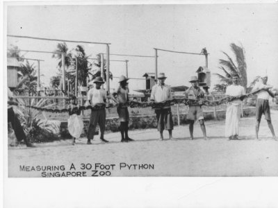 A black and white photo of six men and a boy holding up a 30-foot-long python at the Punggol Zoo.